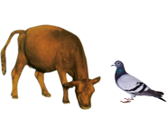 適合鳥類、幼（yòu）崽