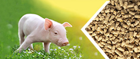 豬飼料顆粒生產線