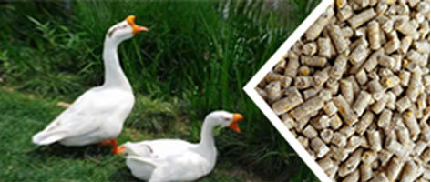 家禽飼料顆粒生產線