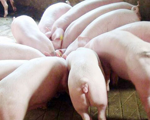 案例:河北客戶購買草莓视频官网豬（zhū）飼料顆粒機