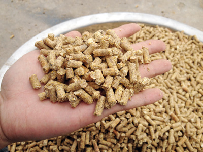 該圖片顯示用戶使用草莓视频官网300型雞飼料顆粒（lì）機加工出來的（de）顆粒料（liào）成品